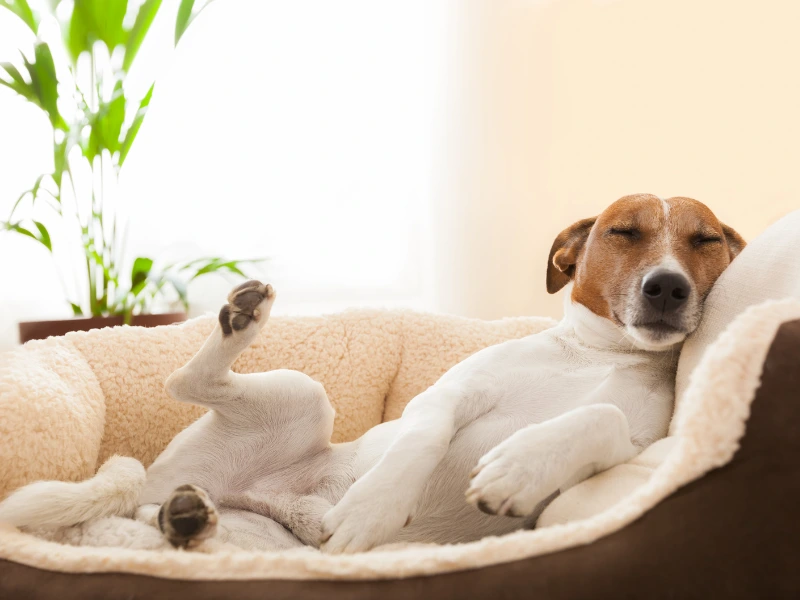 dog sleeping on dog bed